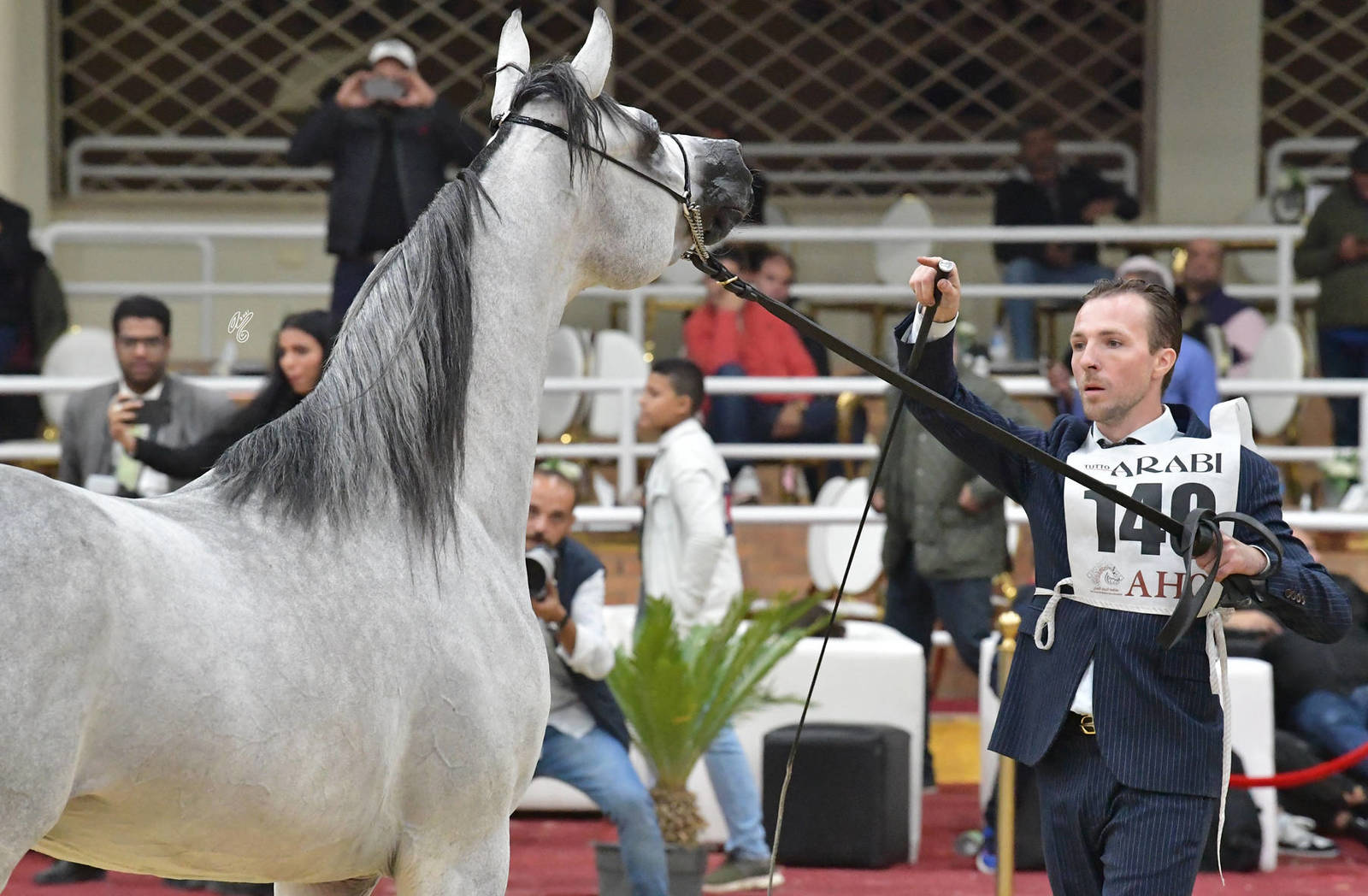 Junior Colt Bronze Champion: Asil Siso (Adham Al Masry X Magic Bint Alida) 
