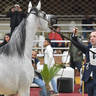 Junior Colt Bronze Champion: Asil Siso (Adham Al Masry X Magic Bint Alida) 