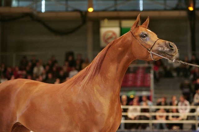 ¸Venetzia 1  81.jpg