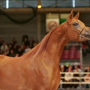 ¸Venetzia 1  81.jpg