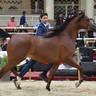 Junior Filly Gold Champion: Bawady Aal Shadhan (Mazin Al Bidayer X Farida Athbah) 