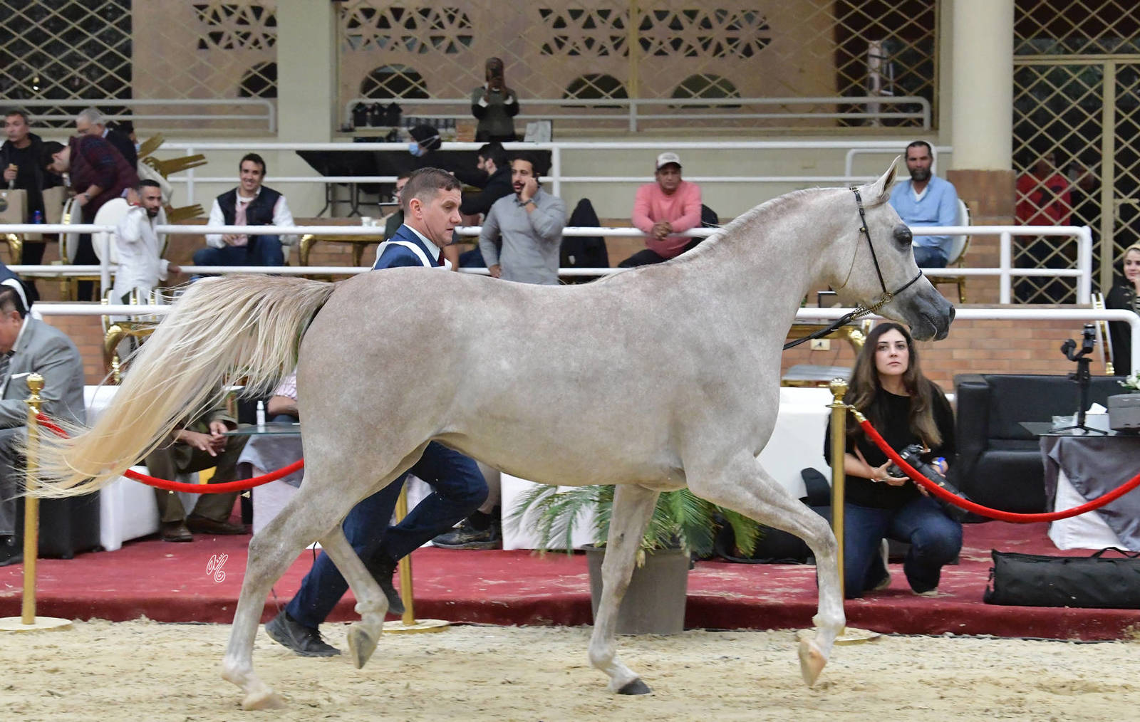 Junior Filly Bronze Champion: Ola Rabab (Seef Al Safenat X Mahala)
