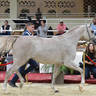 Junior Filly Bronze Champion: Ola Rabab (Seef Al Safenat X Mahala)