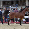 Yearling Colt Gold Champion: Safir Al Khaldon (Gajman PS X Sanabal Nawasi Al Kheir)