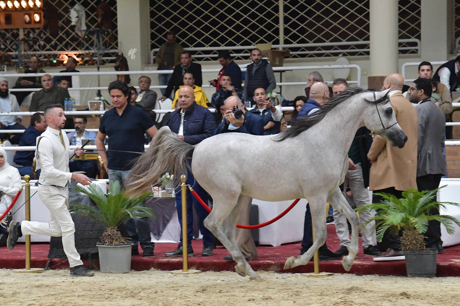Yearling Colt Silver Champion: Laheeb Al Farida (Romeo Al Amaar X Balina Al Farida) 