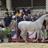 Yearling Colt Silver Champion: Laheeb Al Farida (Romeo Al Amaar X Balina Al Farida) 