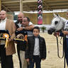 Yearling Filly Gold Champion: Tamara EGA (Avatar OS X Amal El Sheruk)
