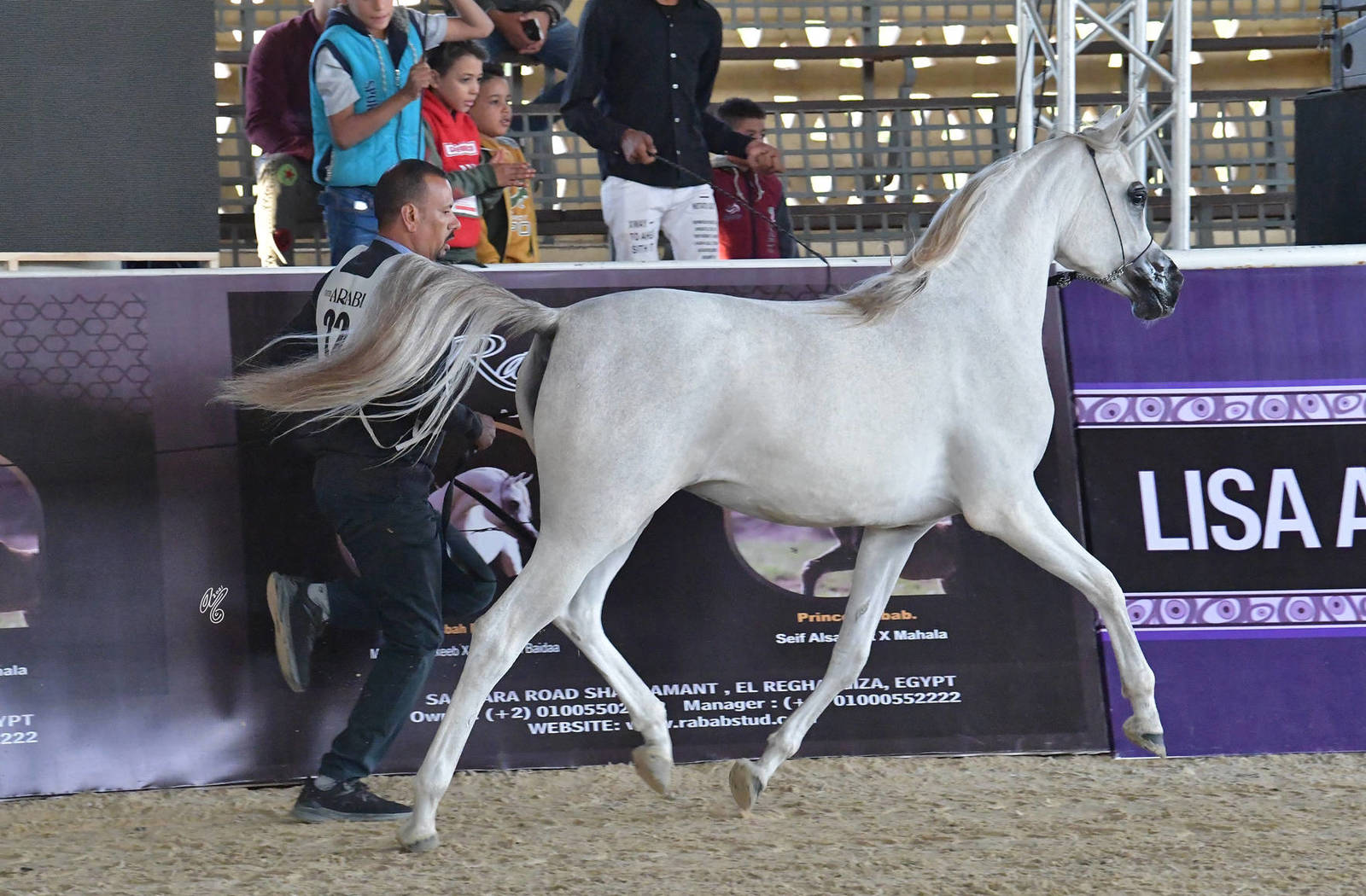 Yearling Filly Gold Champion: Tamara EGA (Avatar OS X Amal El Sheruk)