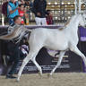 Yearling Filly Gold Champion: Tamara EGA (Avatar OS X Amal El Sheruk)