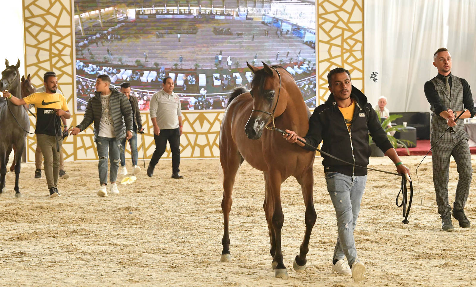 Yearling Filly Silver Champion: Badiaa Al Farida (Baarez  Al Farida X Sherouk Al Farida)