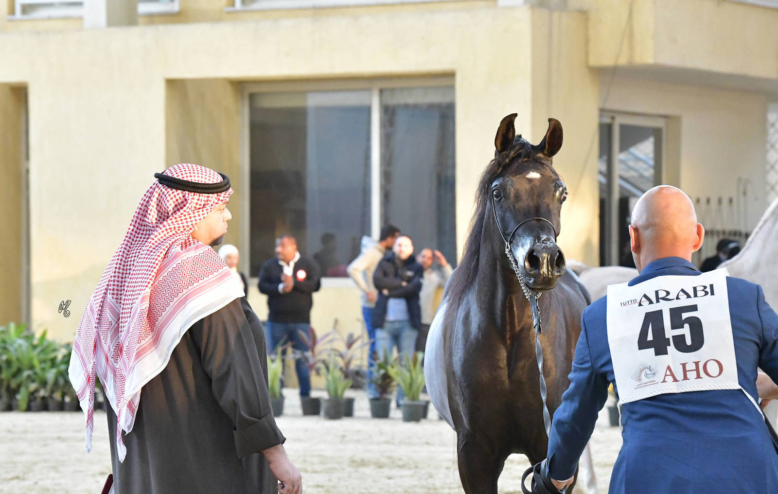Yearling Filly Bronze Champion: Kamar EGA (Hakeem El Sheruk X Maha Al Bawady)
