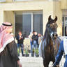 Yearling Filly Bronze Champion: Kamar EGA (Hakeem El Sheruk X Maha Al Bawady)