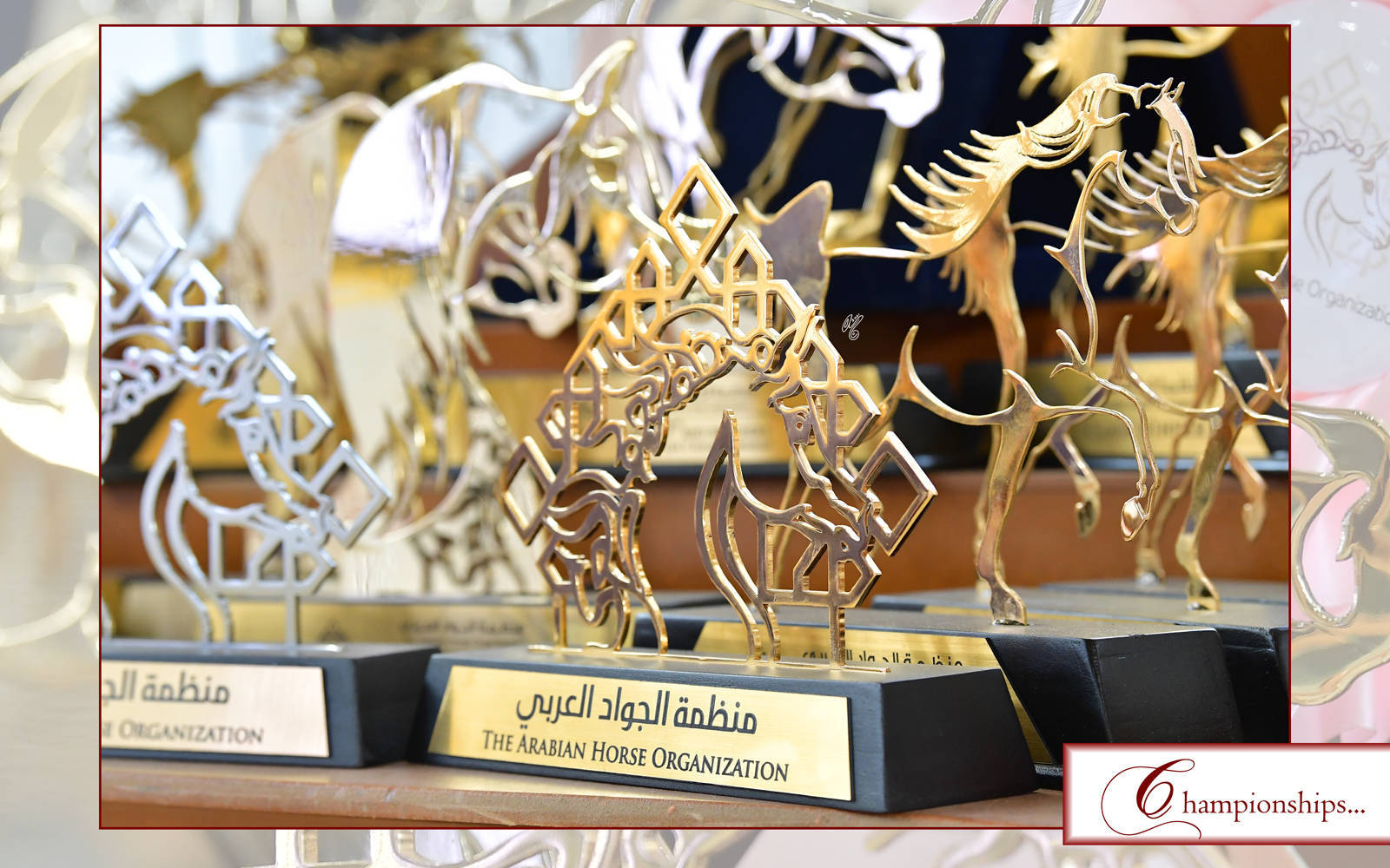 LISA ABRAHAM: The 2021 AHO Breeders' Championship in Egypt ~ PHOTO COVERAGE