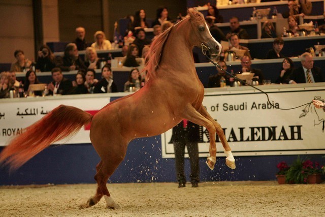 ¸Marquis Cahr 1  3.jpg