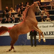 ¸Marquis Cahr 1  3.jpg