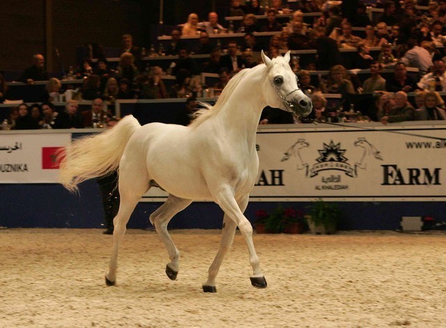 ¸Escape Ibn Navarrone D  1  95.jpg