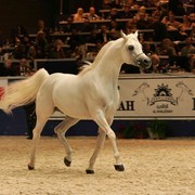 ¸Escape Ibn Navarrone D  1  95.jpg