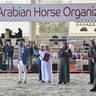 LISA ABRAHAM: The 2021 AHO Breeders' Championship in Egypt ~ PHOTO COVERAGE