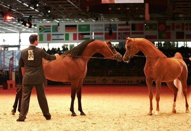 ¸Marajj 1   + Marquis Cahr 1    55.jpg