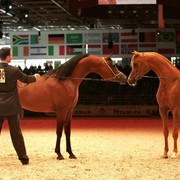 ¸Marajj 1   + Marquis Cahr 1    55.jpg