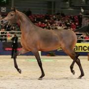 ¸Layan Al Khalediah 1  98.jpg