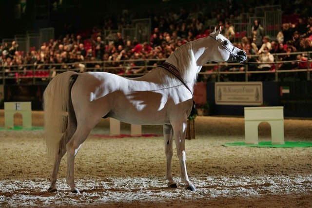 ¸Escape Ibn Navarrone D 1  6.jpg