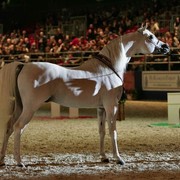 ¸Escape Ibn Navarrone D 1  6.jpg