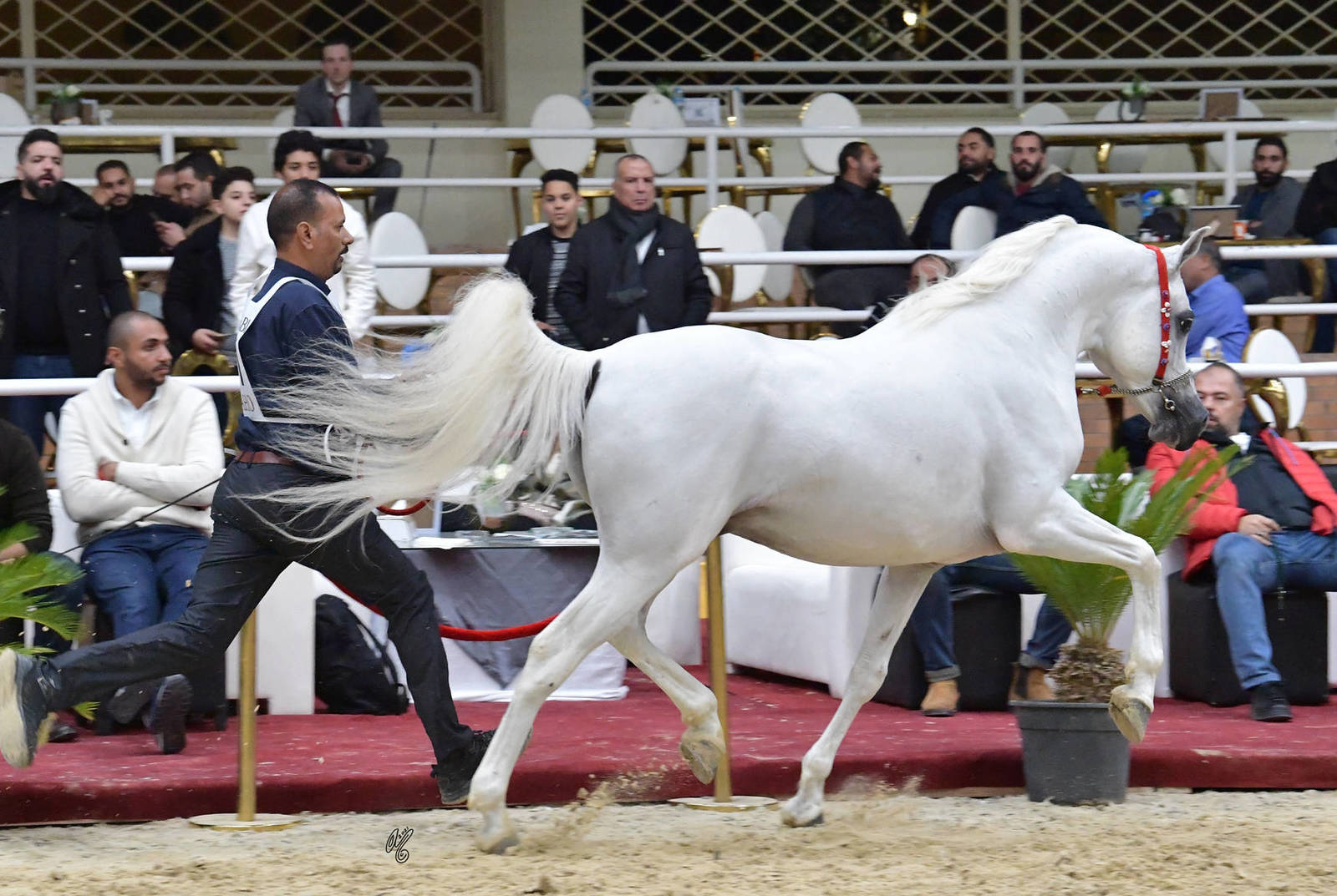 Stallion 7+ Years: Gamil Omar