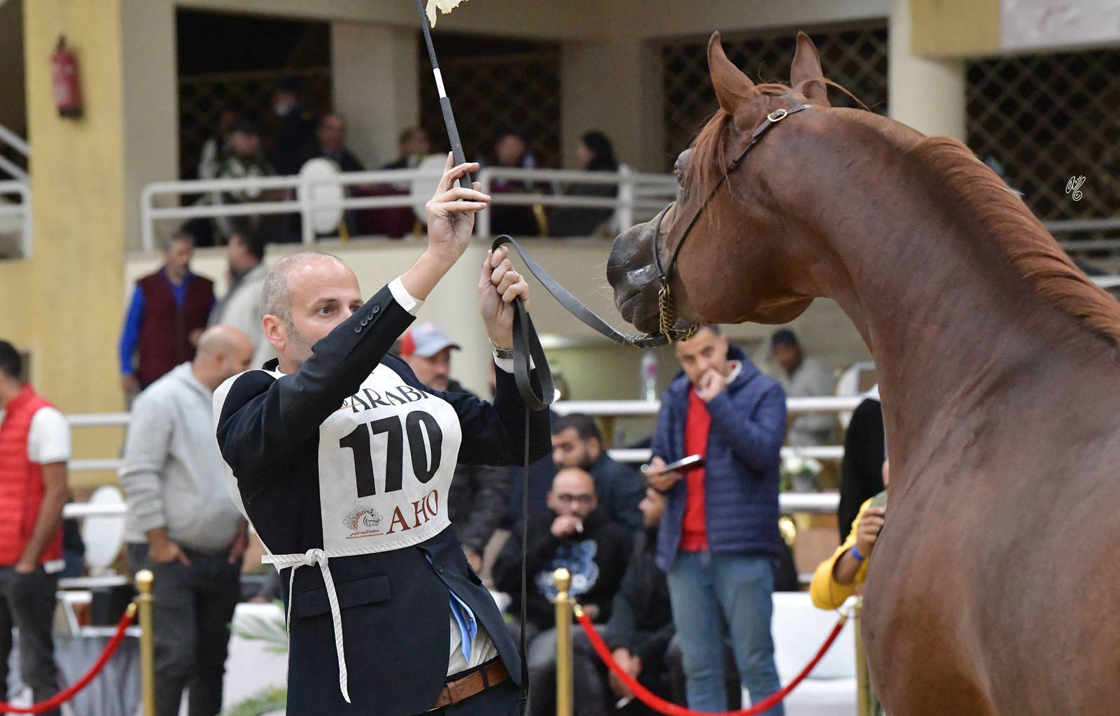 Stallion 7+ Years: Fakhr Al Mamlaka 