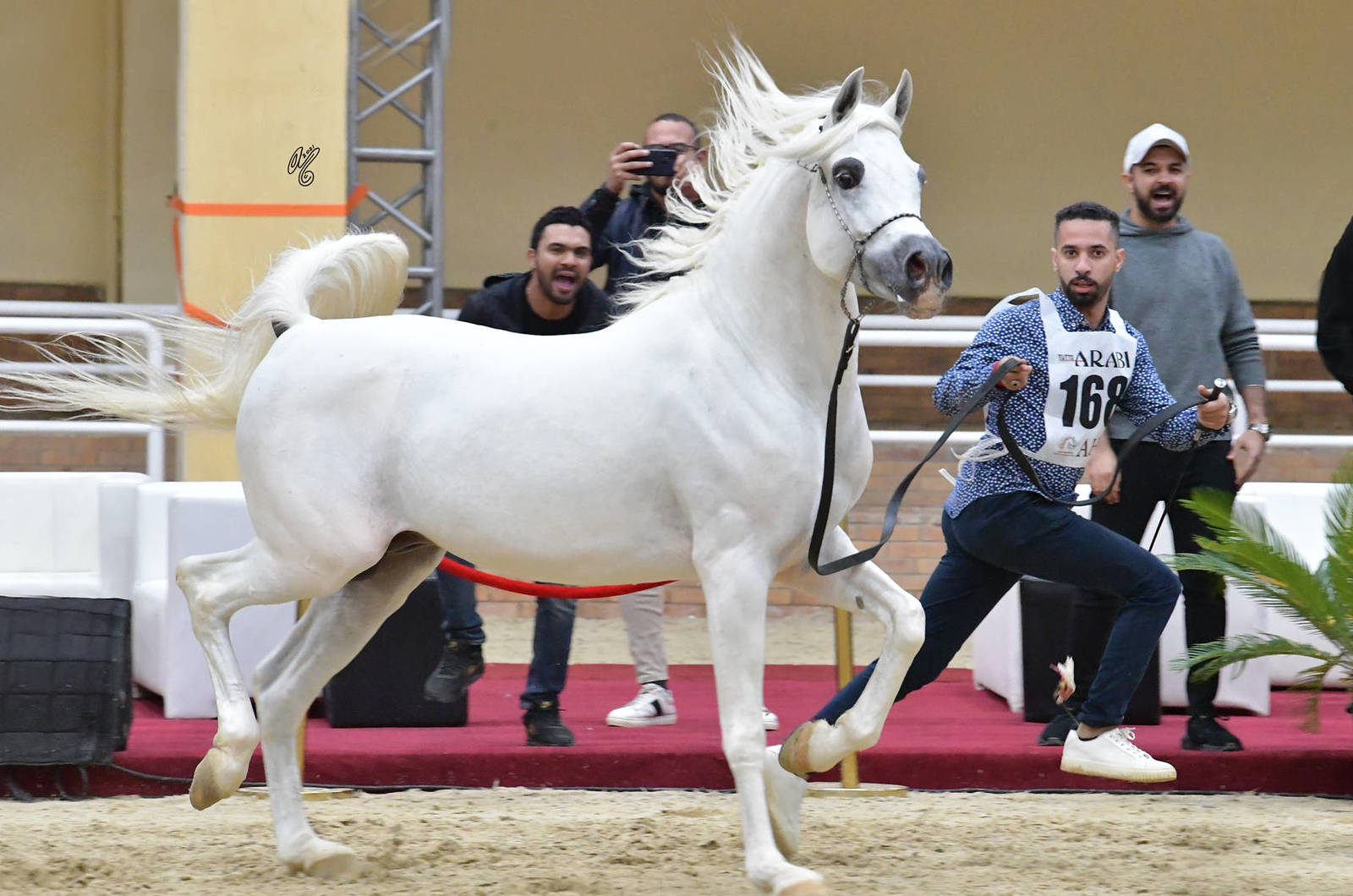 Stallion 7+ Years: Negm AR 