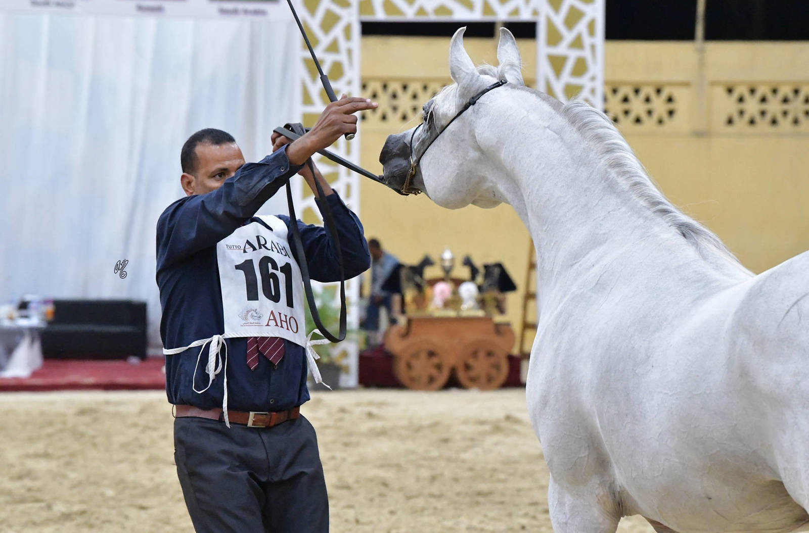 Stallions 4-6 Years Old: Sakr Oony 