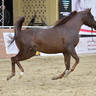 Stallions 4-6 Years Old: Mashhour Al Farida