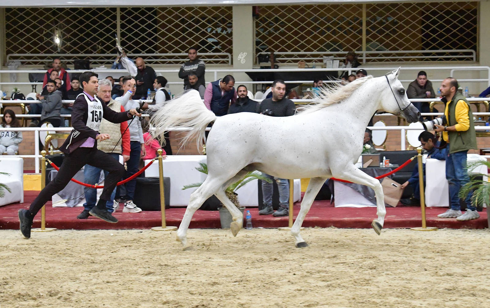 Colts 3 Years Old: Mesbah Rabab 