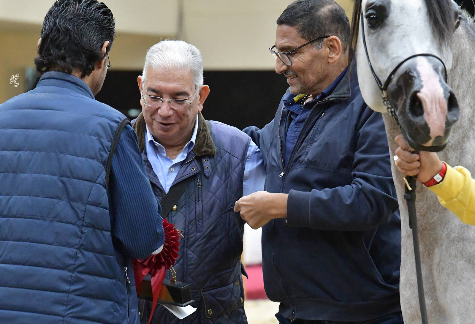 Colts 3 Years Old: Karawan El Gabry 