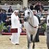 Colts 3 Years Old: Nadeer Al Zahwa 