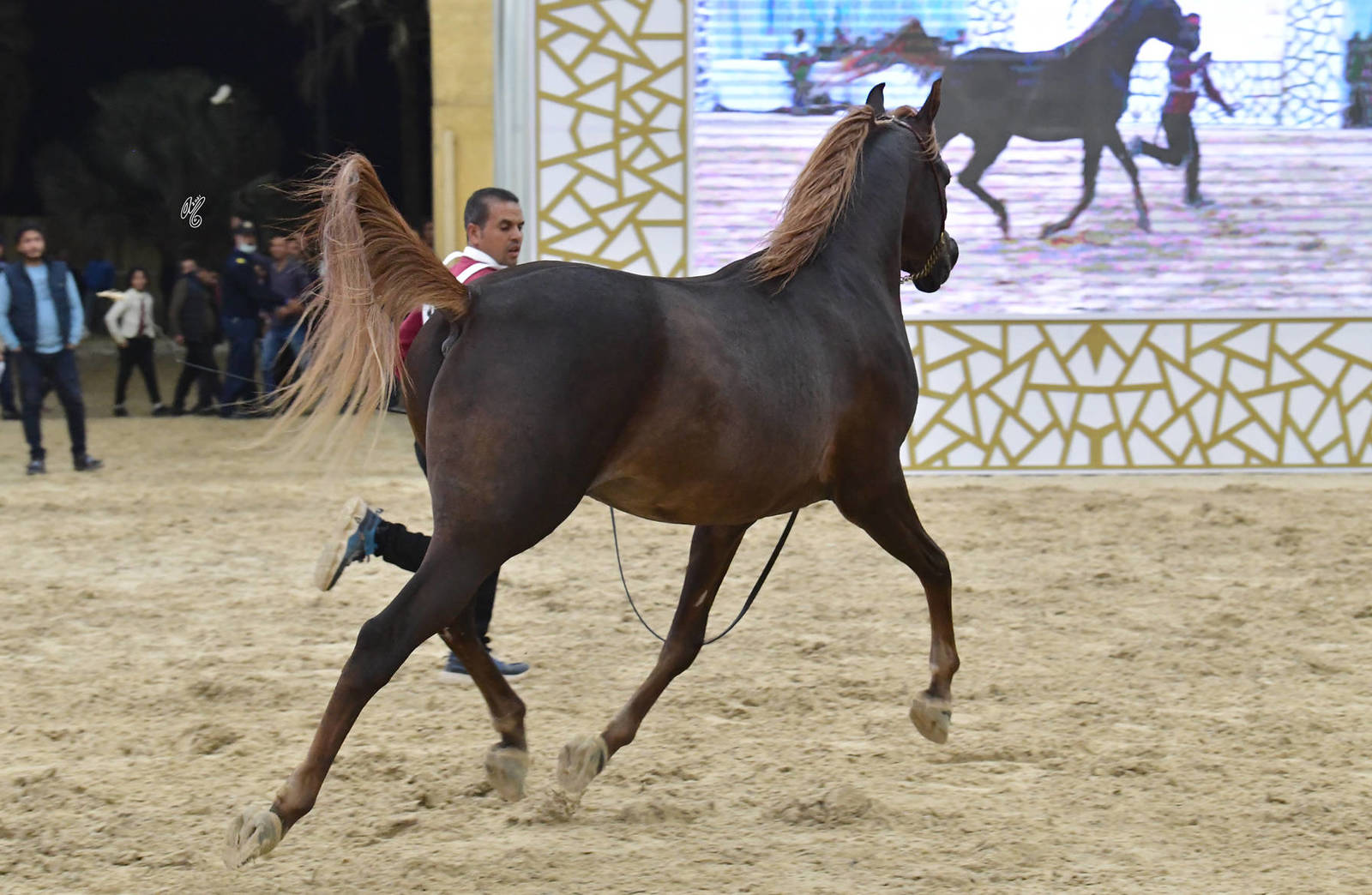 Colts 2 Years Old: Mabrouk Rabab 