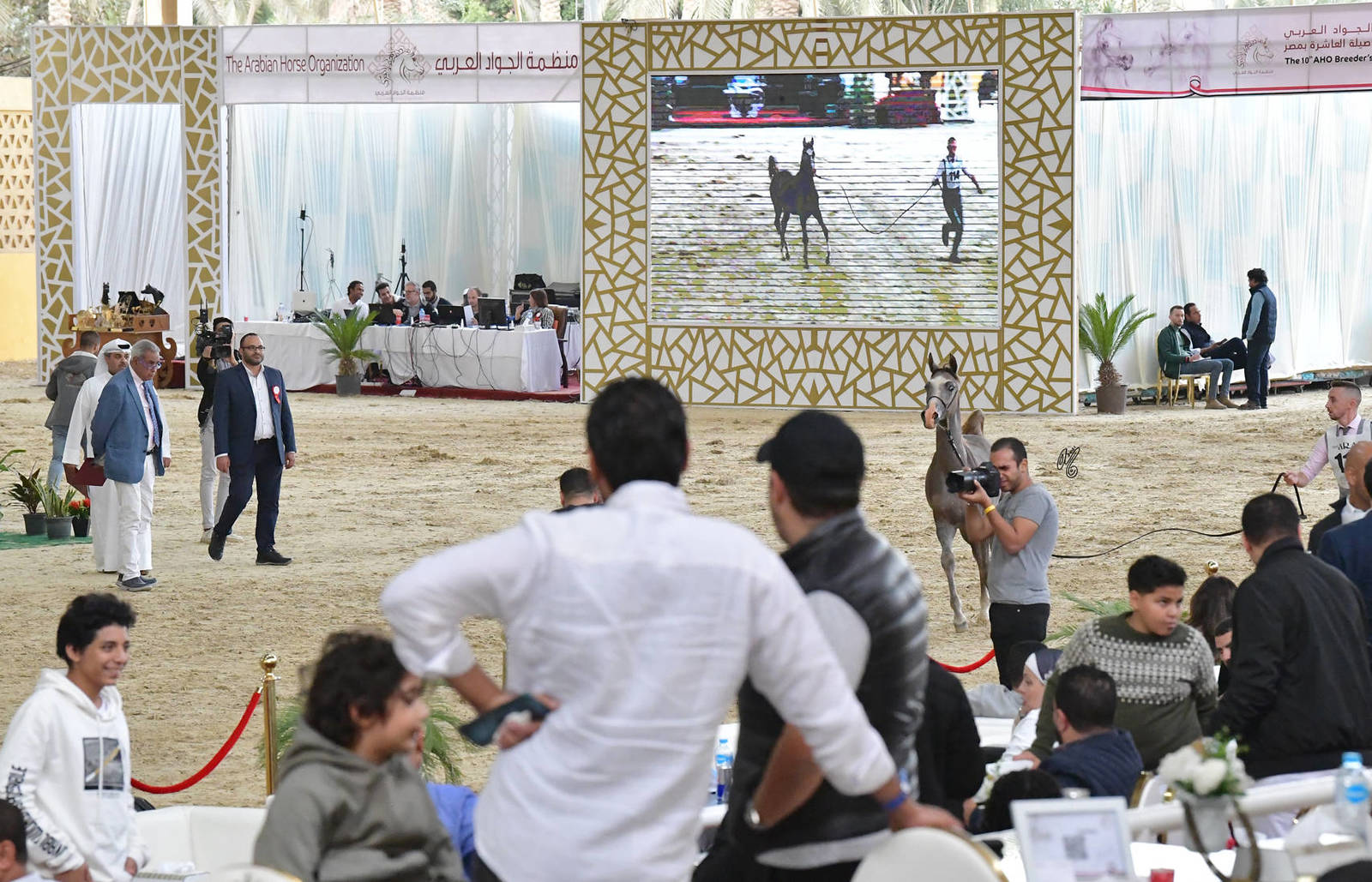 Colt Foals: Bakr Al Farida 