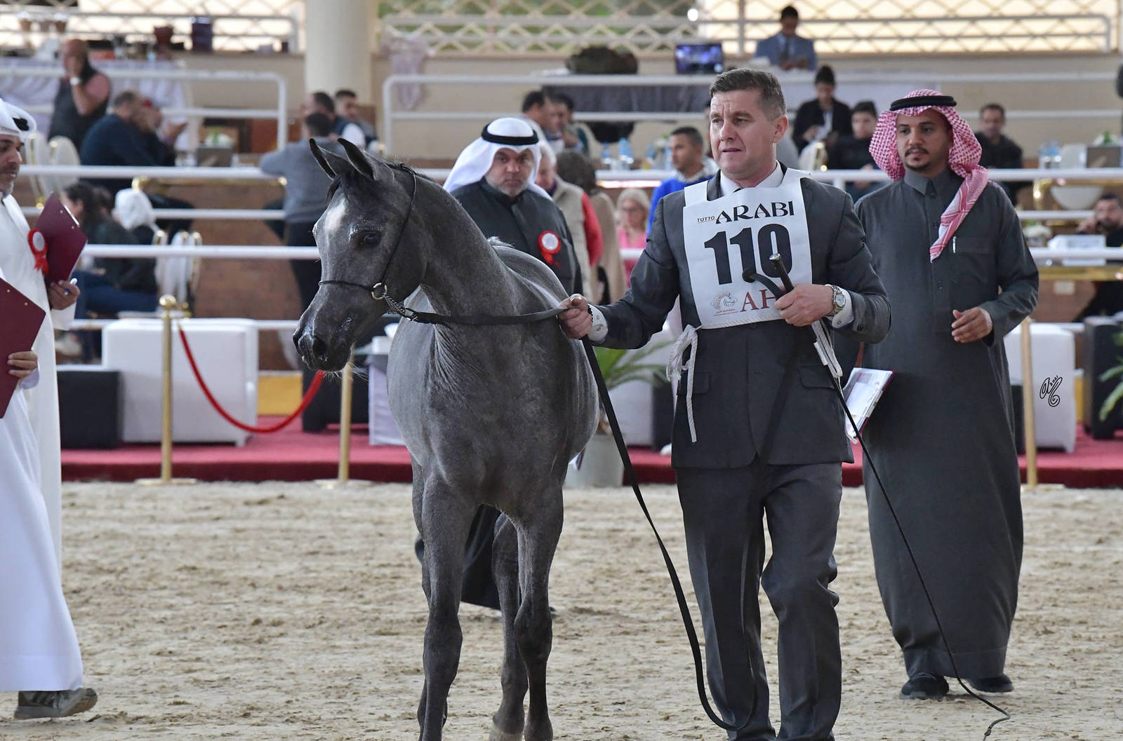 Colt Foals: Amir Rabab