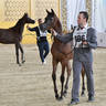 Colt Foals: Fakhr Al Gammal 