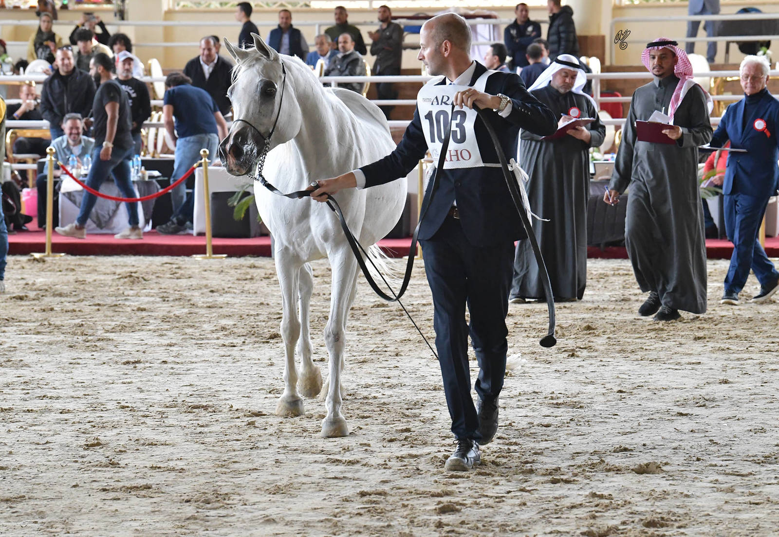 Mares 7+ Years Old: Rasha Al  Mamlaka 