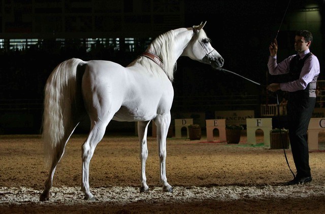 ¸Escape Ibn Navarrone D 1  30.jpg