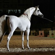 ¸Escape Ibn Navarrone D 1  30.jpg