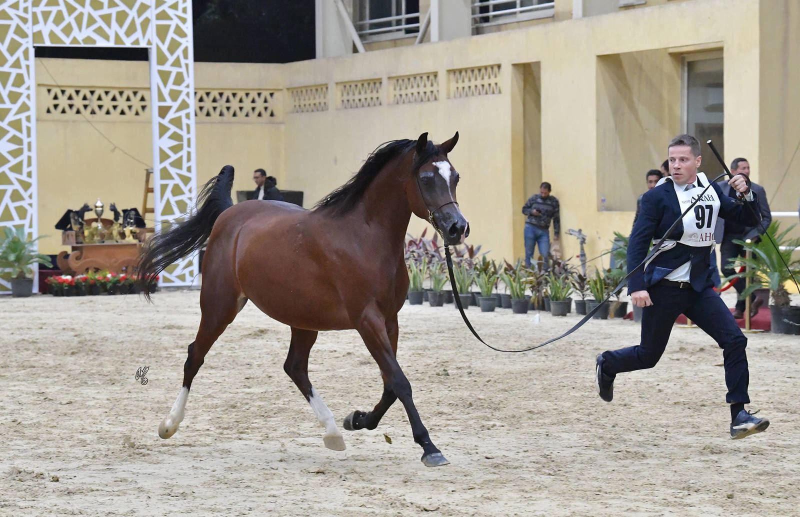 Mares 7+ Years Old: Ghalia Al Mamlaka 