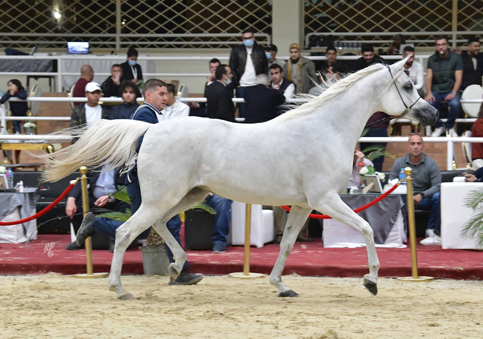 Mares 7+ Years Old: Dalaa Rabab