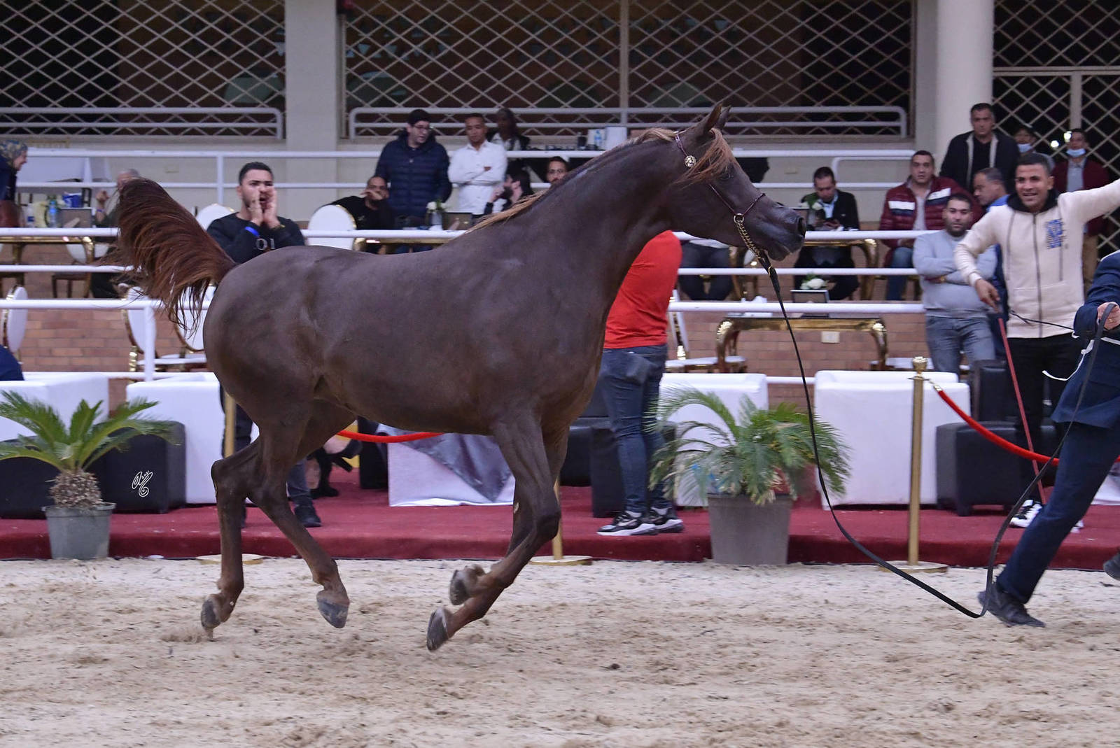 Mares 4-6 Years Old: Karmala Rabab 