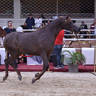 Mares 4-6 Years Old: Karmala Rabab 