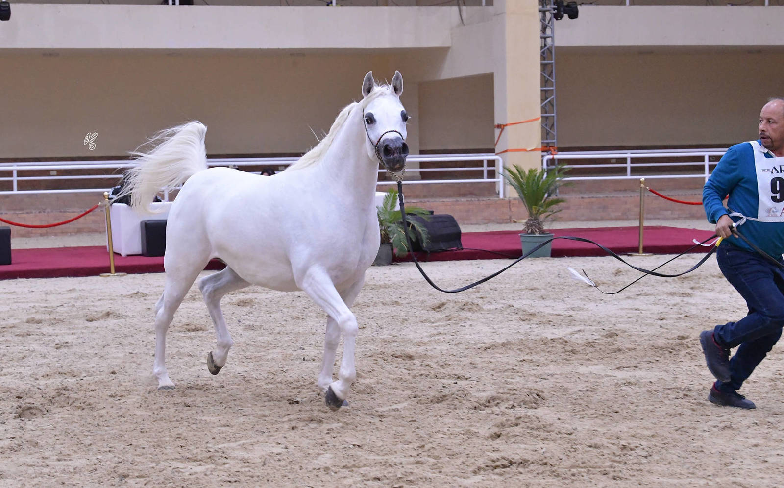 Mares 4-6 Years Old: Al Anoud Al Sabah 
