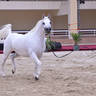 Mares 4-6 Years Old: Al Anoud Al Sabah 