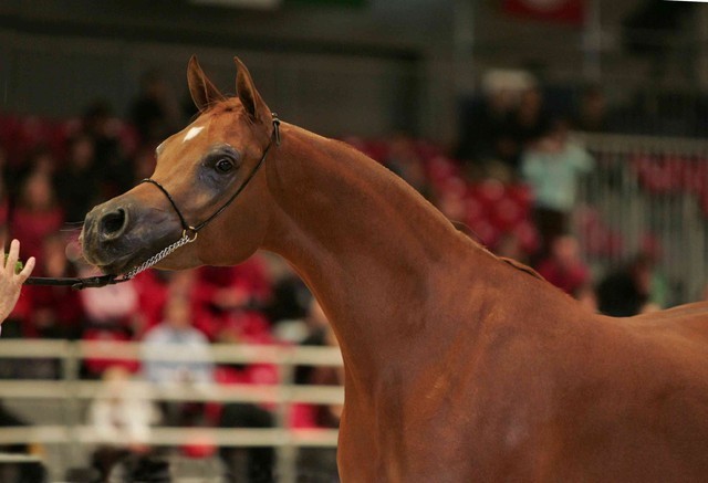 ¸Venetzia 1  36.jpg