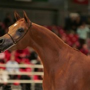 ¸Venetzia 1  36.jpg